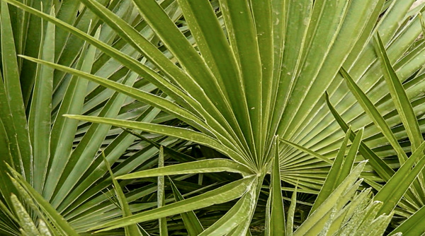 planta de margallo